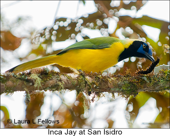 Inca Jay - © James F Wittenberger and Exotic Birding LLC