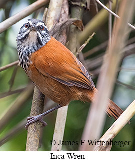 Inca Wren - © James F Wittenberger and Exotic Birding LLC