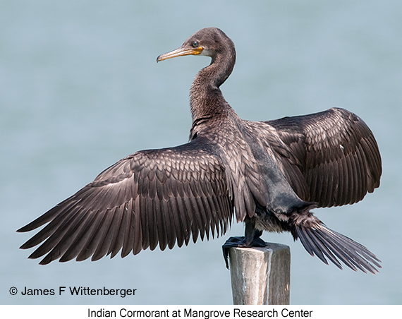 Indian Cormorant - © James F Wittenberger and Exotic Birding LLC