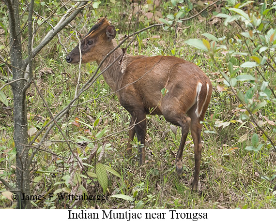 Indian Muntjac - © James F Wittenberger and Exotic Birding LLC