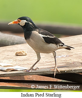 Indian Pied Starling - © James F Wittenberger and Exotic Birding LLC