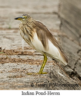 Indian Pond-Heron - © James F Wittenberger and Exotic Birding LLC