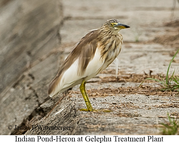 Indian Pond-Heron - © James F Wittenberger and Exotic Birding LLC