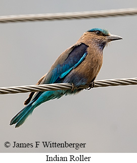 Indian Roller - © James F Wittenberger and Exotic Birding LLC