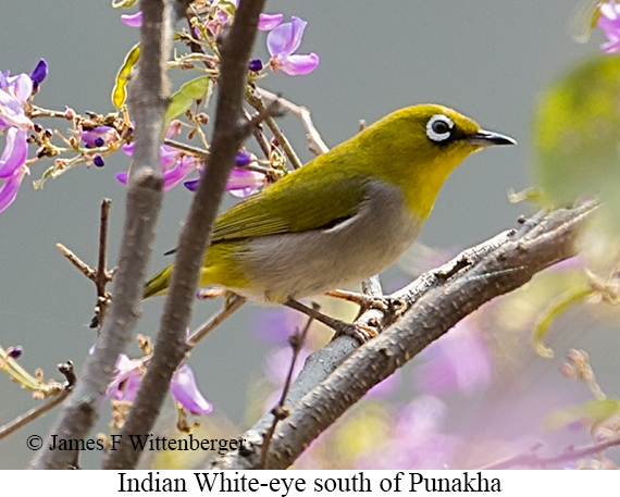 Indian White-eye - © James F Wittenberger and Exotic Birding LLC
