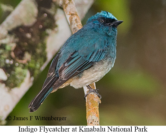 Indigo Flycatcher - © James F Wittenberger and Exotic Birding LLC