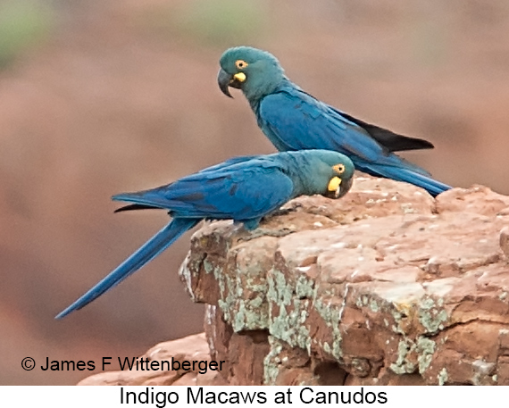 Indigo Macaw - © James F Wittenberger and Exotic Birding LLC