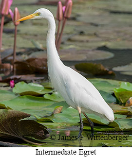 Intermediate Egret - © James F Wittenberger and Exotic Birding LLC