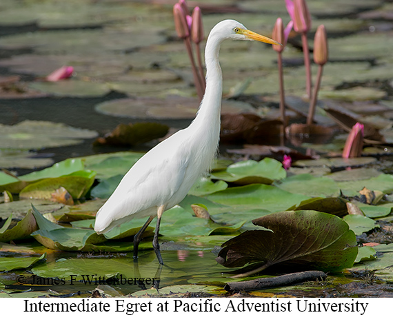 Intermediate Egret - © James F Wittenberger and Exotic Birding LLC