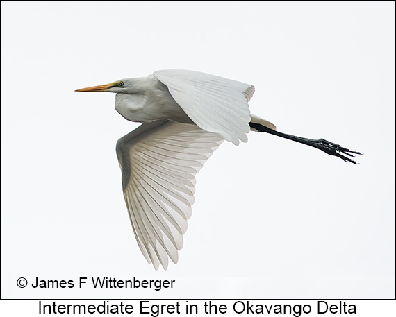 Intermediate Egret - © James F Wittenberger and Exotic Birding LLC
