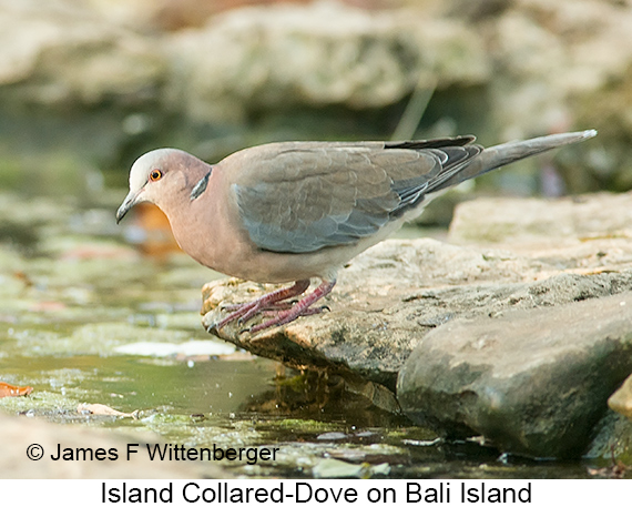 Island Collared-Dove - © James F Wittenberger and Exotic Birding LLC