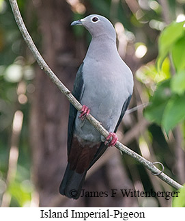Island Imperial-Pigeon - © James F Wittenberger and Exotic Birding LLC