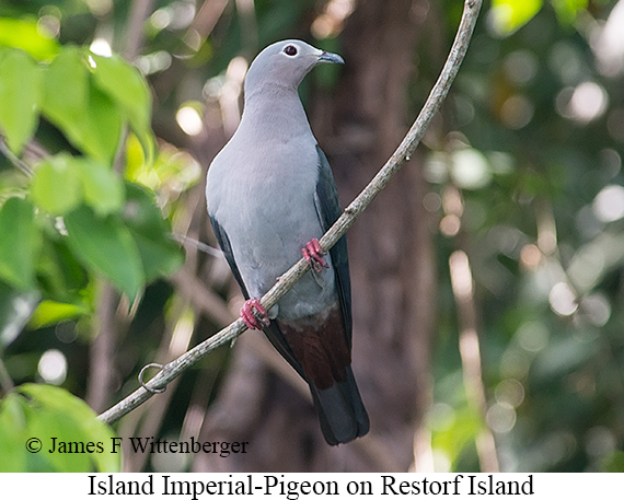 Island Imperial-Pigeon - © James F Wittenberger and Exotic Birding LLC