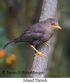 Island Thrush - © James F Wittenberger and Exotic Birding LLC