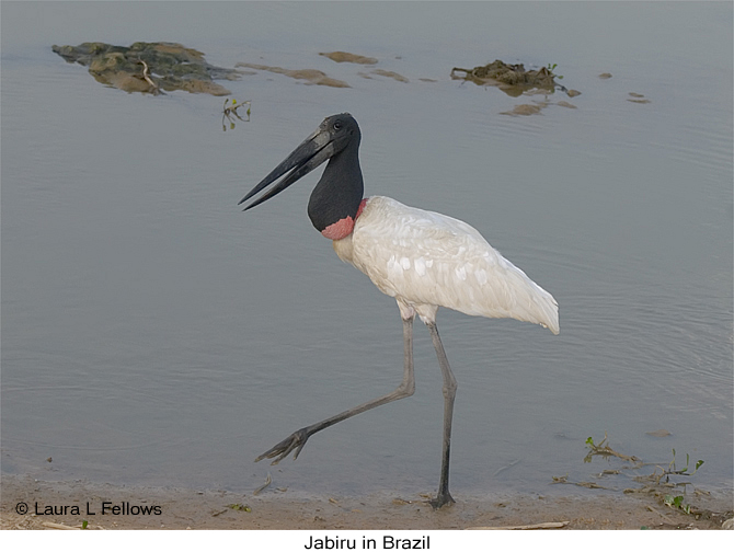 Jabiru - &copy; Laura L Fellows and Exotic Birding Tours