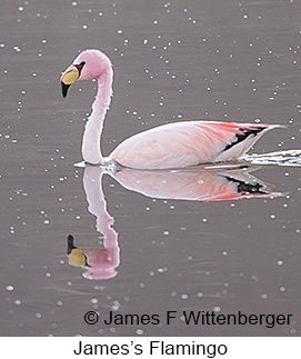 James's Flamingo - © James F Wittenberger and Exotic Birding LLC