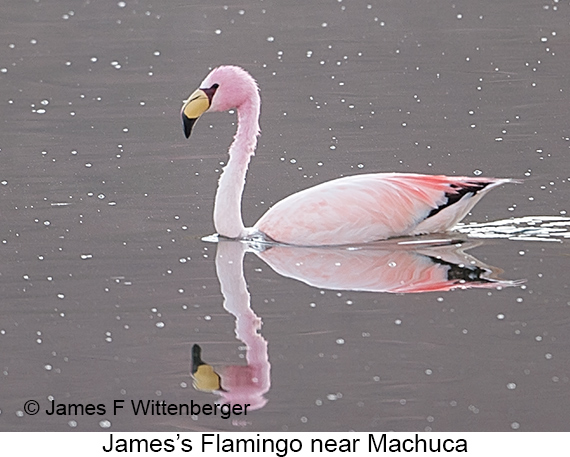 James's Flamingo - © James F Wittenberger and Exotic Birding LLC