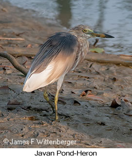 Javan Pond-Heron - © James F Wittenberger and Exotic Birding LLC