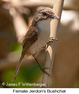 Jerdon's Bushchat - © James F Wittenberger and Exotic Birding LLC