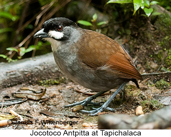 Jocotoco Antpitta - © James F Wittenberger and Exotic Birding LLC
