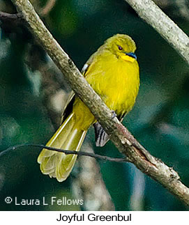 Joyful Greenbul - © Laura L Fellows and Exotic Birding LLC