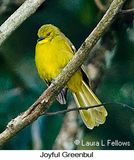 Joyful Greenbul - © Laura L Fellows and Exotic Birding LLC