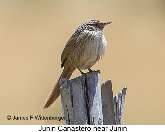 Junin Canastero - © James F Wittenberger and Exotic Birding LLC
