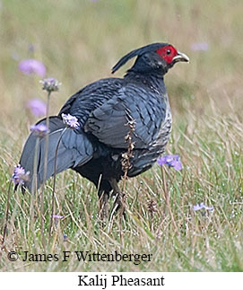 Kalij Pheasant - © James F Wittenberger and Exotic Birding LLC