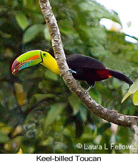 Keel-billed Toucan - &copy; Laura L Fellows and Exotic Birding Tours
