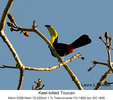 Keel-billed Toucan - © Laura L Fellows and Exotic Birding Tours