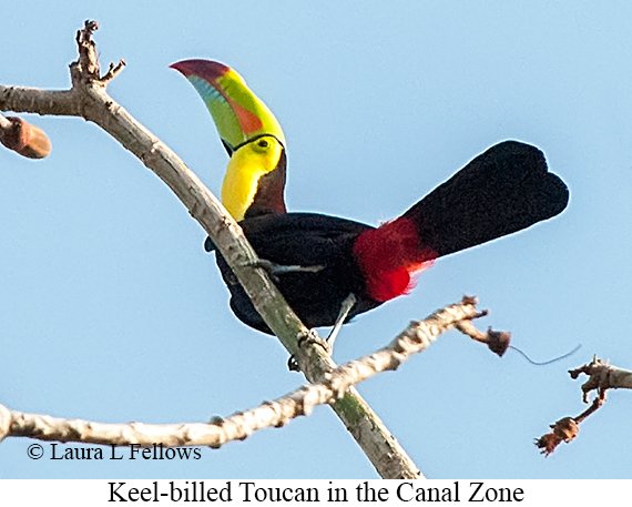 Keel-billed Toucan - © Laura L Fellows and Exotic Birding LLC