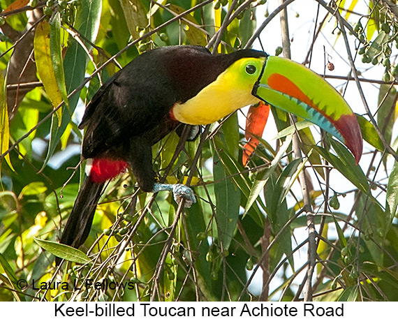 Keel-billed Toucan - © James F Wittenberger and Exotic Birding LLC