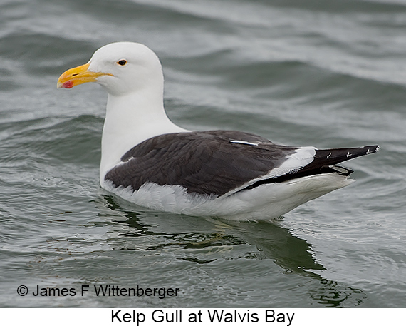Kelp Gull - © James F Wittenberger and Exotic Birding LLC