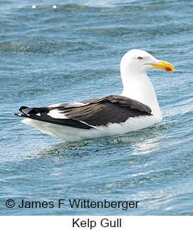 Kelp Gull - © James F Wittenberger and Exotic Birding LLC