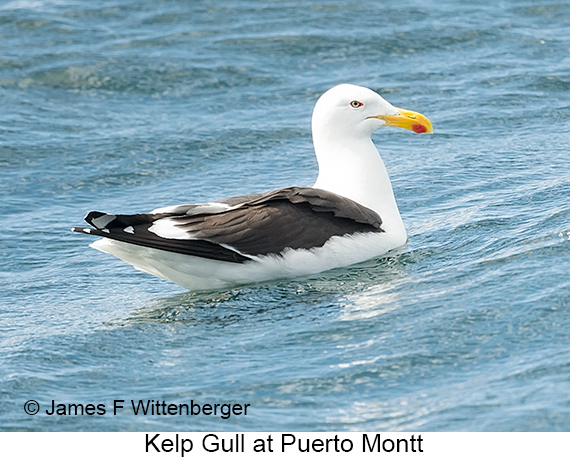 Kelp Gull - © James F Wittenberger and Exotic Birding LLC