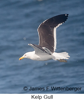 Kelp Gull - © James F Wittenberger and Exotic Birding LLC