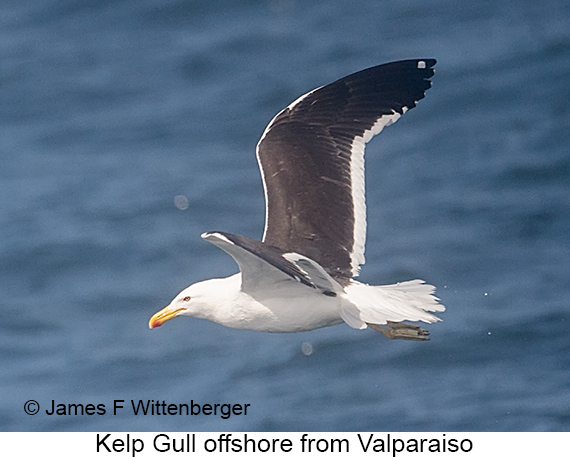 Kelp Gull - © James F Wittenberger and Exotic Birding LLC