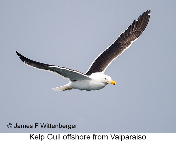 Kelp Gull - © James F Wittenberger and Exotic Birding LLC