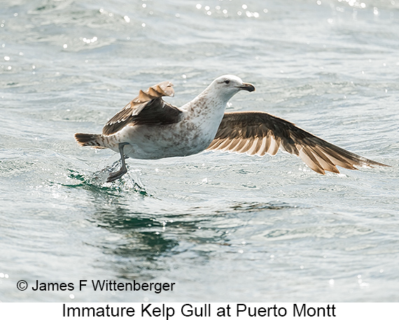 Kelp Gull - © James F Wittenberger and Exotic Birding LLC