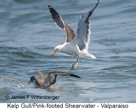 Kelp Gull - © James F Wittenberger and Exotic Birding LLC