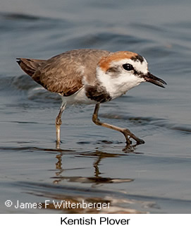 Kentish Plover - © James F Wittenberger and Exotic Birding LLC