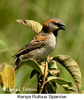 Kenya Rufous Sparrow - © Laura L Fellows and Exotic Birding LLC