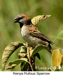 Kenya Rufous Sparrow - © Laura L Fellows and Exotic Birding LLC