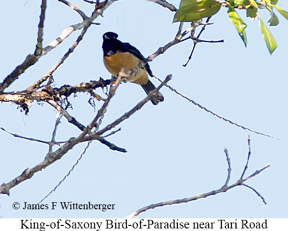King-of-Saxony Bird-of-Paradise - © James F Wittenberger and Exotic Birding LLC