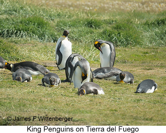 King Penguin - © James F Wittenberger and Exotic Birding LLC