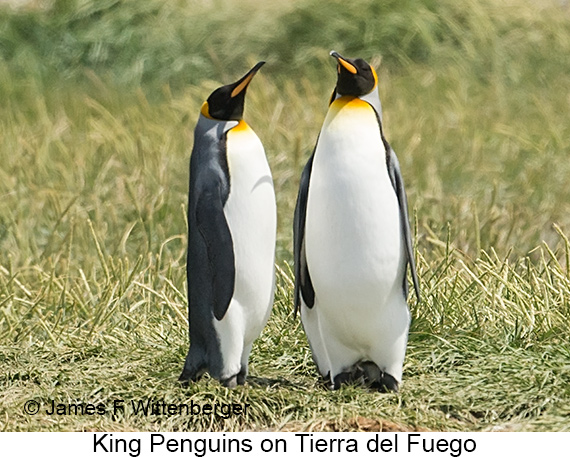 King Penguin - © James F Wittenberger and Exotic Birding LLC