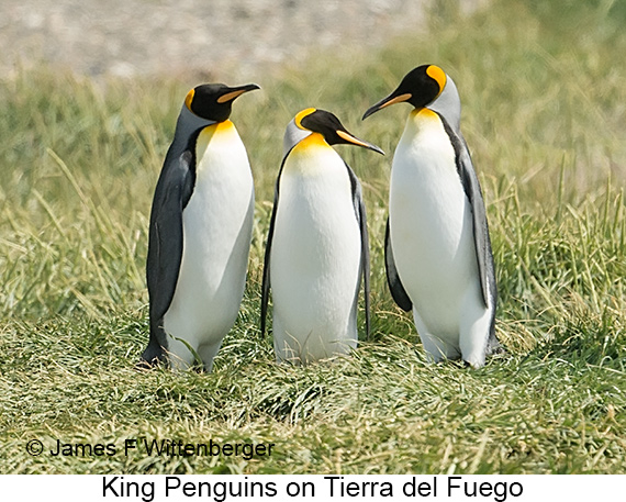 King Penguin - © James F Wittenberger and Exotic Birding LLC