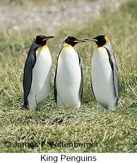 King Penguin - © James F Wittenberger and Exotic Birding LLC