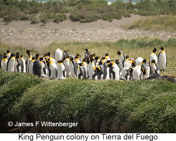 King Penguin - © James F Wittenberger and Exotic Birding LLC