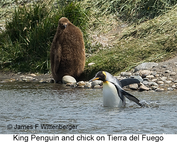 King Penguin - © James F Wittenberger and Exotic Birding LLC